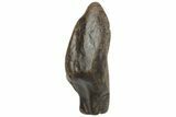 Partial Triceratops Tooth - Montana #229166-1